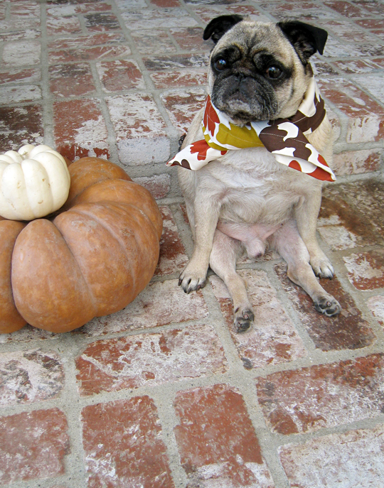 thanksgiving pug