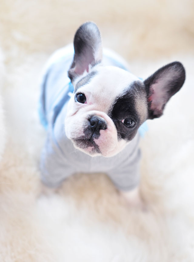 tiny french bulldog in t-shirt