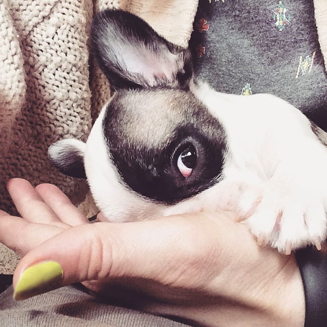 tiny french bulldog