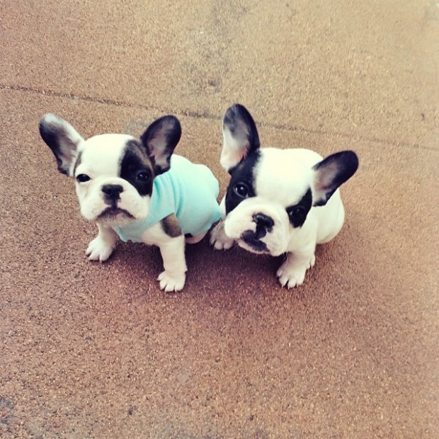 tiny french bulldogs