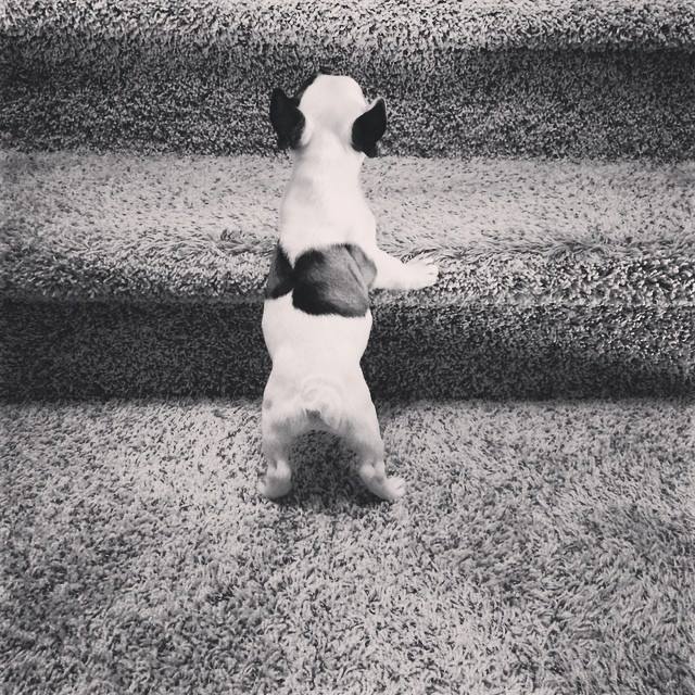 tiny frenchie on the stairs