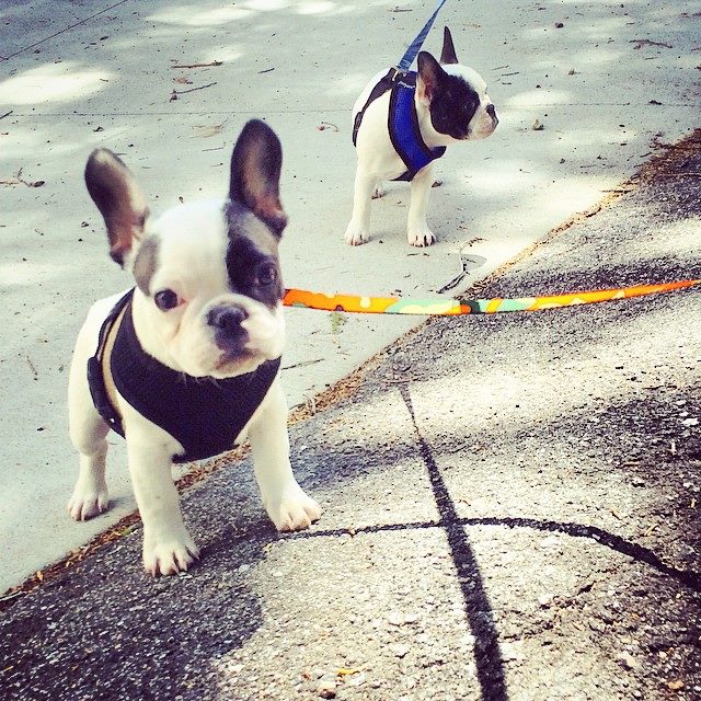 tiny frenchie puppies on a walk