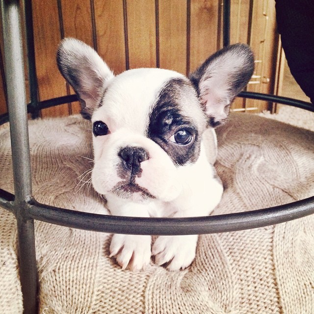 tiny frenchie puppy -randy