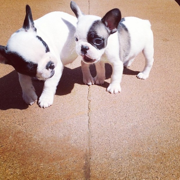 tiny frenchie pups