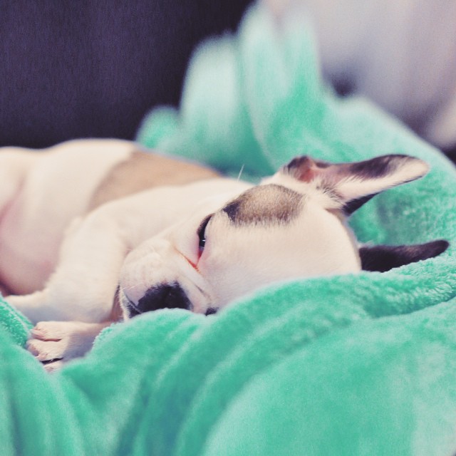 tiny puppy sleeping