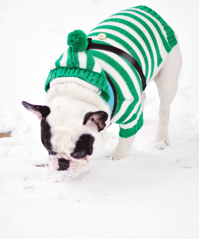 trevor eating the snow