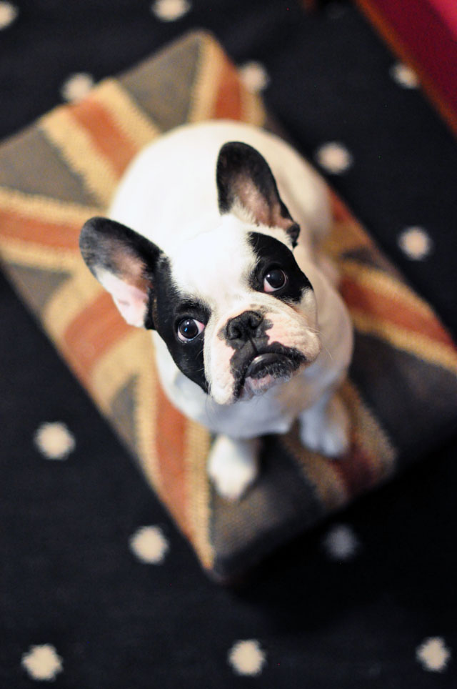 trevor-frenchie -union jack ottoman-dotted rug