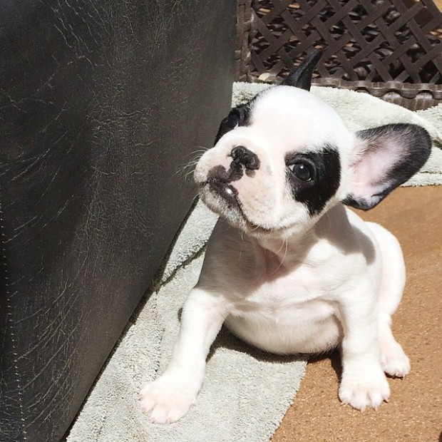 trevor in the sun+frenchie puppy