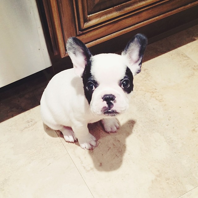 trevor the frenchie pup