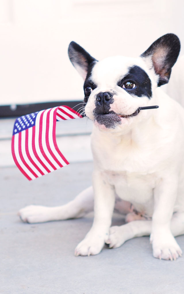 trevor with flag- patriotic frenchie pup