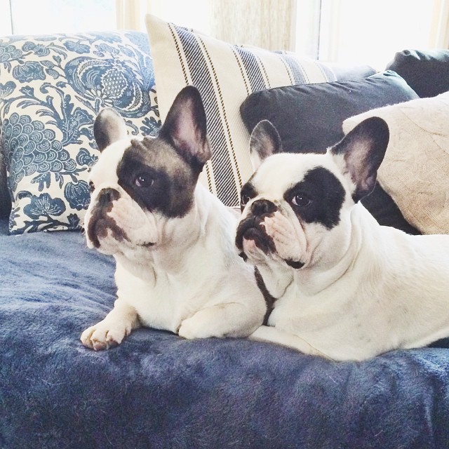 twin french bulldog brothers