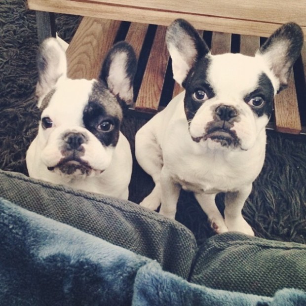 two frenchie brothers