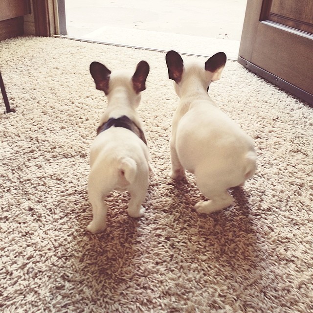 two tiny frenchies