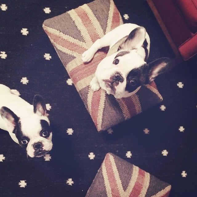 union jack stools and french bulldogs