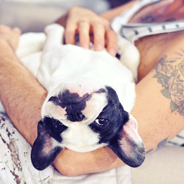 upside down frenchie