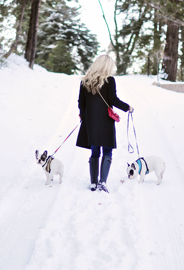 walking the dogs in the snow -french bulldogs