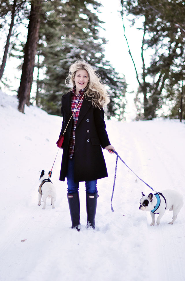 walking the french bulldogs in the snow