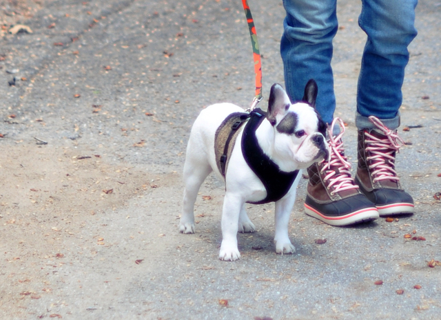 winter boots + frenchie