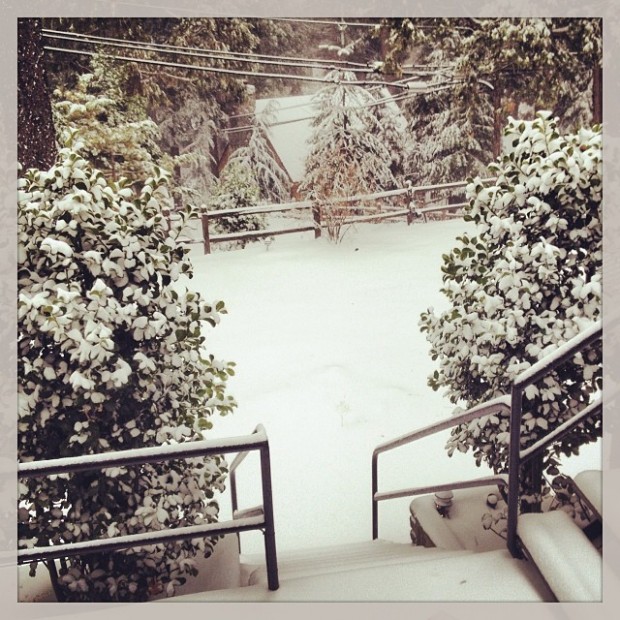 winter snow trees