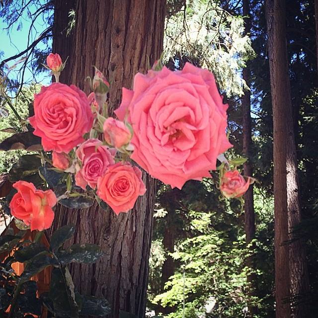 woodland roses