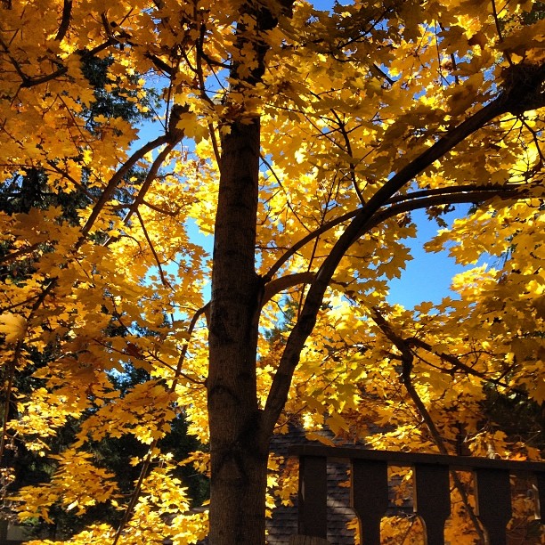 yellow tree-fall leaves